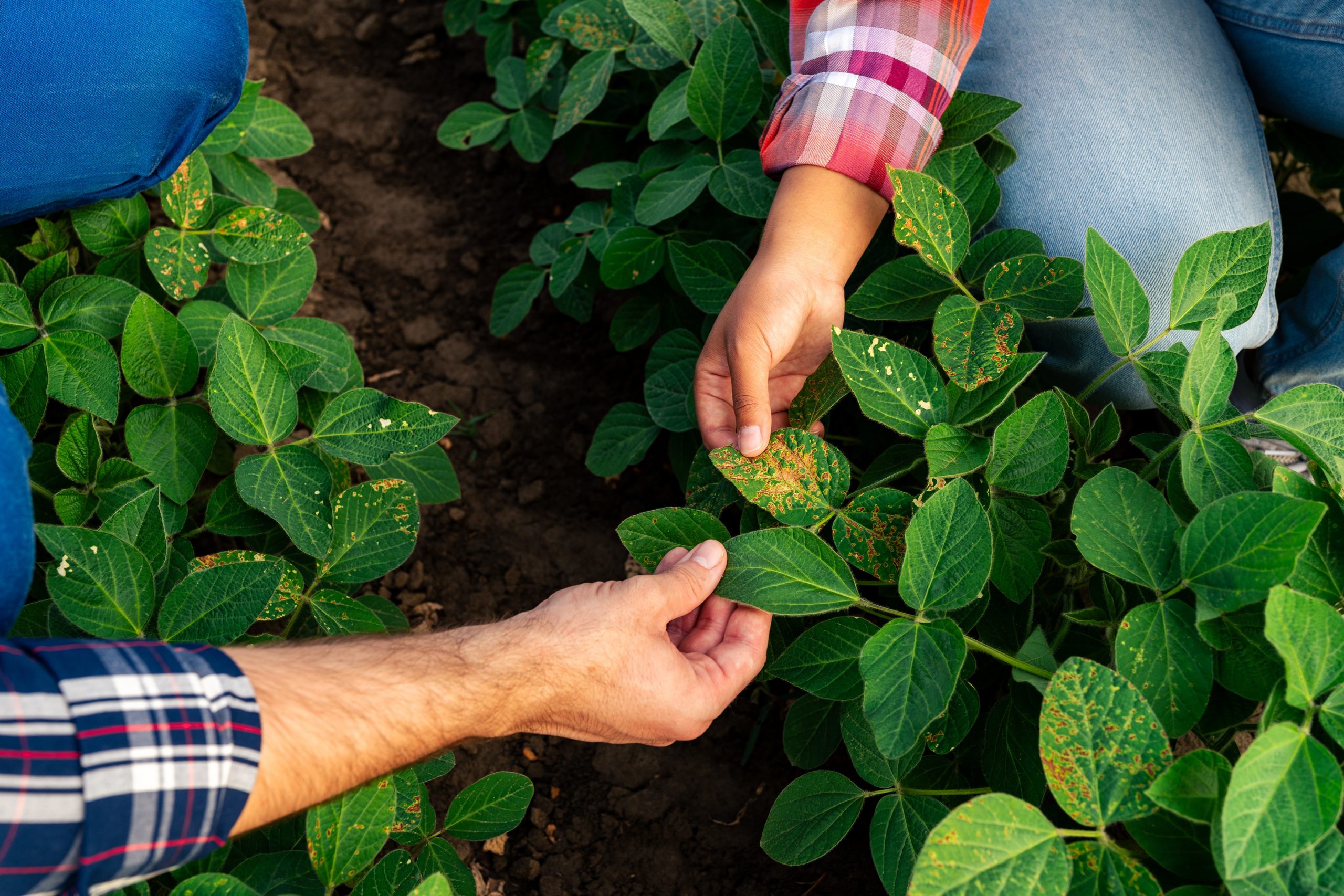 Agricultural Insect Pests